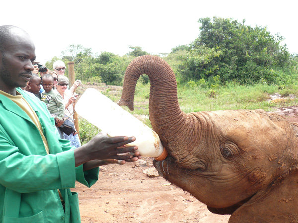 Orfanato de elefantes kenia