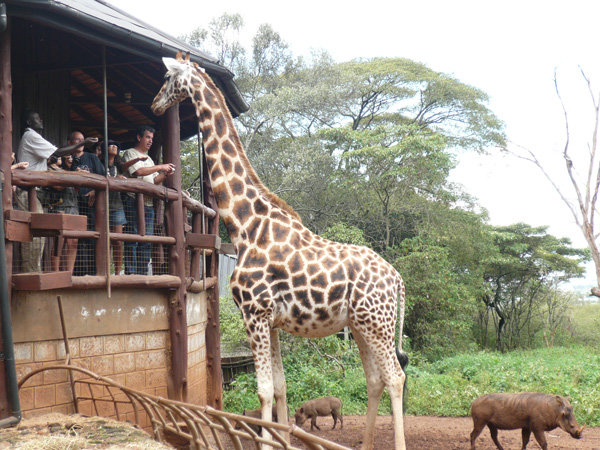 Giraffe Center kenia