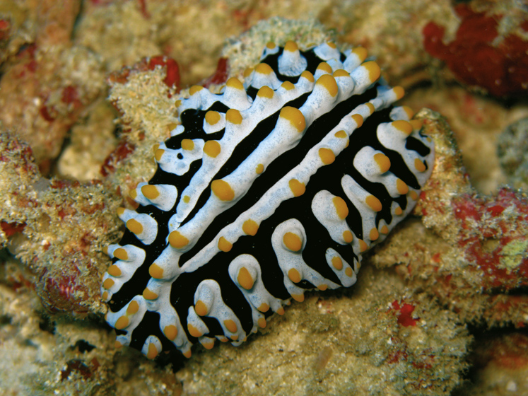 Fauna Marina Maldivas Fauna Maldivas