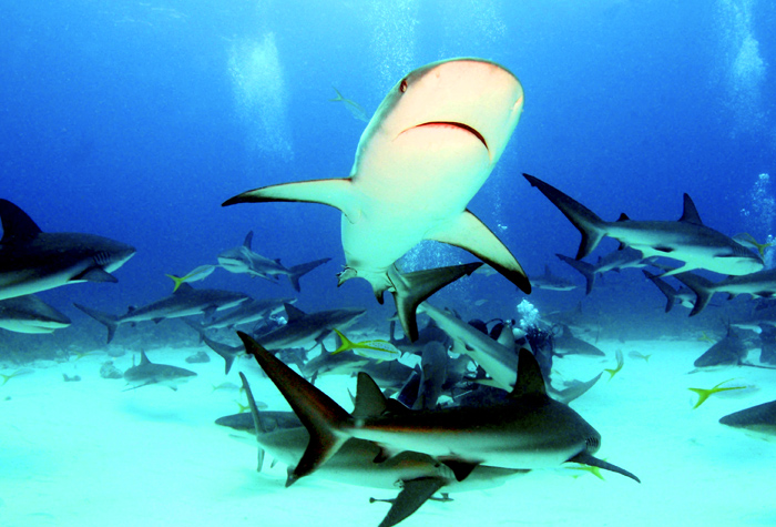 Galapagos fondo marino