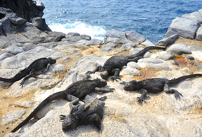 Galapagos reptiles