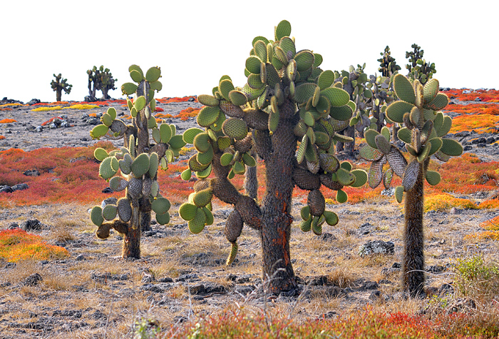 Galapagos vegetacion