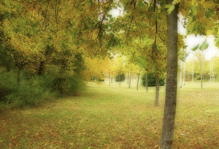 bosque Armentia Vitoria Gasteiz