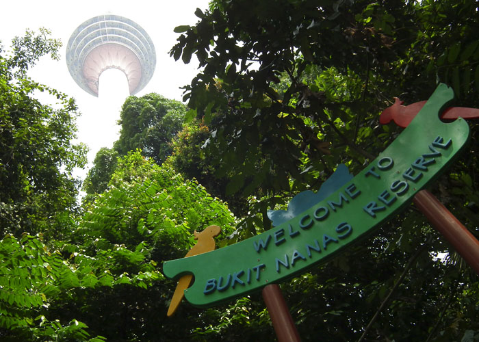 bukit nanas forest reserve