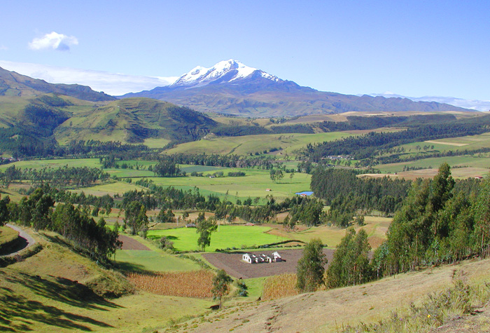 cayambe cultivo