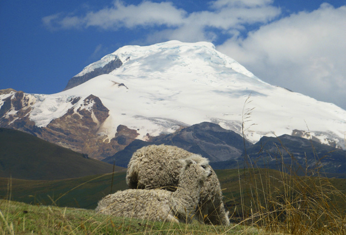 cayambe montana