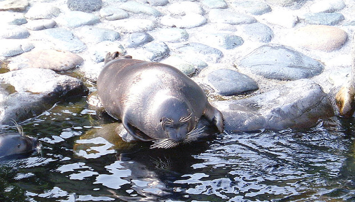lago baikal animales