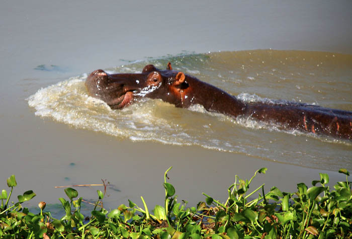 Gorongosa National Park