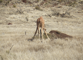 reserva lewa wildlife conservancy