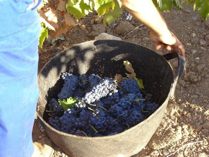 ruta del vino