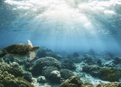 Primavera en Filipinas: naturaleza y aventura más allá de sus playas